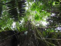 Kapoc Baum Regenwald Ecuador