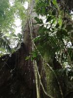 Kapokbaum