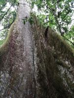 Kapokbaum