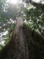 Kapokbaum