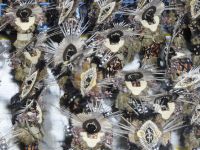 Karneval in Rio de Janeiro