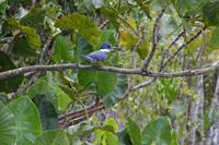 Kaw Rieseneisvogel