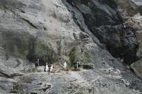 Kormorane