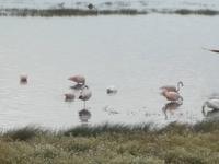 Lago Argentino