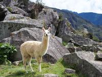 Lama in Machu Picchu