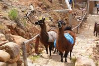 Lamas (2)