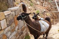 Lamas (3)