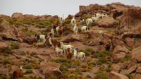 Lamas, Atacama Wüste
