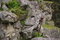 Machu Picchu (23)