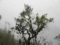 Machu Picchu (5)