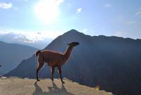 Machu Pichu - Peru