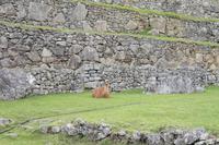 Machu Pichu - Peru