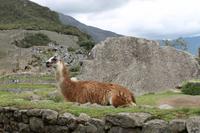 Machu Pichu - Peru