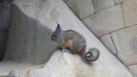 Machupicchu (55)