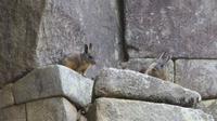 Machupicchu (56)