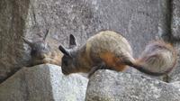 Machupicchu (58)