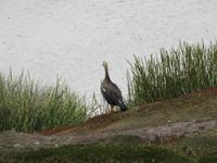 Magellan Gans