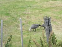 Magellan-Gans
