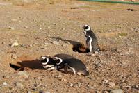 Magellan-Pinguine auf der Insel Magdalena
