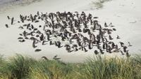 Magellan-Pinguine bei Yorke Bay und Gypsy Cove