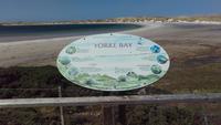 Magellan-Pinguine bei Yorke Bay und Gypsy Cove