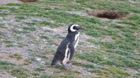 Magellanpinguin auf der Magdaleneninsel