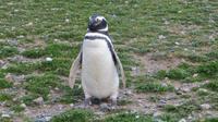 Magellanpinguin auf der Magdaleneninsel