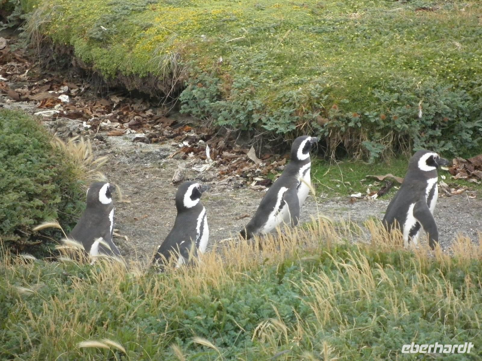Magellanpinguin