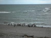 Magellanpinguin