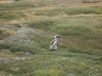 Magellanpinguin