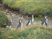 Magellanpinguin