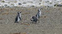 Magellanpinguine auf der Magdaleneninsel
