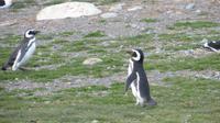 Magellanpinguine auf der Magdaleneninsel