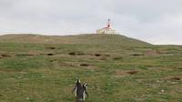 Magellanpinguine auf der Magdaleneninsel