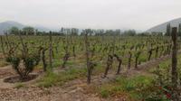 Maipo-Tal (2)