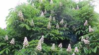 Maipo-Tal (5)