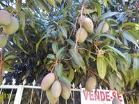 Mangobaum