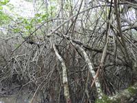 Mangrovenwald Ecuador