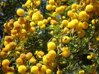 Mimose