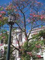 Montevideo