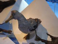 Museum 