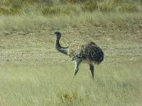 Nandu