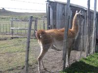 Nanu Farm