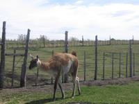 Nanu Farm