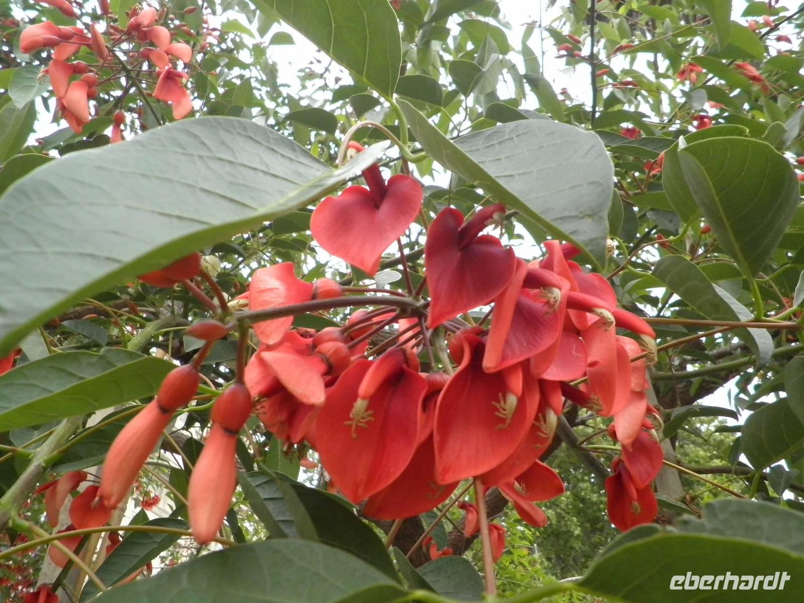 Nationalbaum Ceibo in Buenos Aires