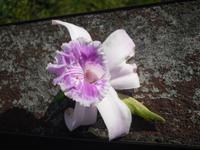 Orchidee