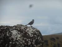 Orongo Osterinsel