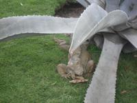 Park der Leguane