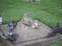 Park der Leguane
