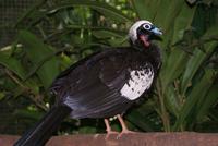 Parque das Aves (2)